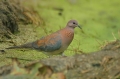 Laughing Dove